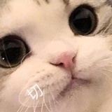 红烧鱼