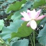 洲洲