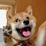 藏獒.