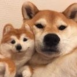 快乐小狗