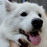 贰狗砸