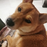 阿米巴原虫