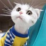 LU.