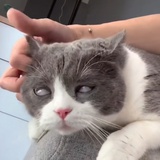 小可爱