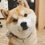 闲云鹤士