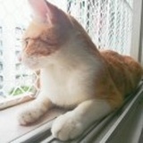 Elvis