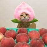 🍓N