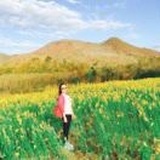 柠檬草