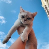 圆点是坨猫