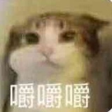 小甘蓝