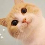 糖猫和栗子