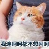 两只猫的铲屎官