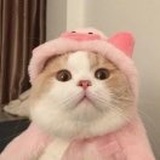 DoubaN