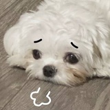咕德猫宁