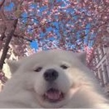 脑袋都是知识