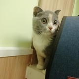 波波球