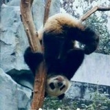 小眼镜goo
