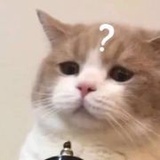 吴博没有心