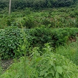 山野村夫