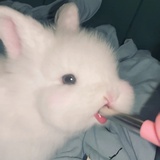 碳烤牛肠