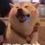 篱笆外的猫