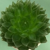 妮妮