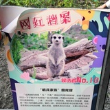 喵喵