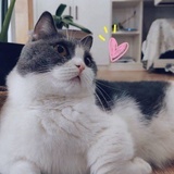小狐狸🦊