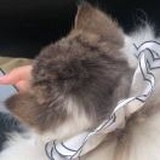 甜
