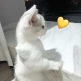 啾咪咪咪咪