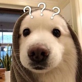 一只豆虫