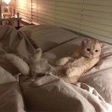 安觅