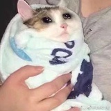 一条
