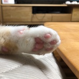 夏天有风