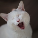 Mamihla