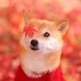 咖啡不能加糖精