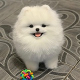 Tobe南饱丸