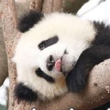 熊猫超人