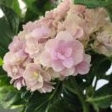 🌼～兰～🌸
