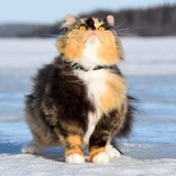 爱吃榴莲的猫