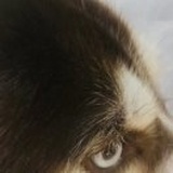 豹豹🐆抱抱