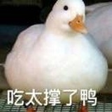 摔摔77