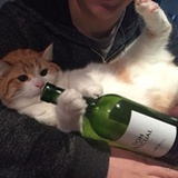 Cuuuushy