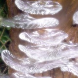 藍懶