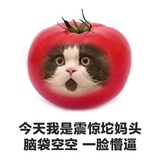 震惊托玛头