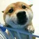 那棵树生气了
