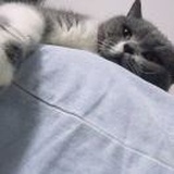 大鱼