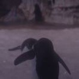 阿哦鹅