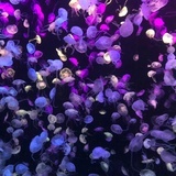 喜欢吃泡面薯片