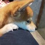 怪怪呱